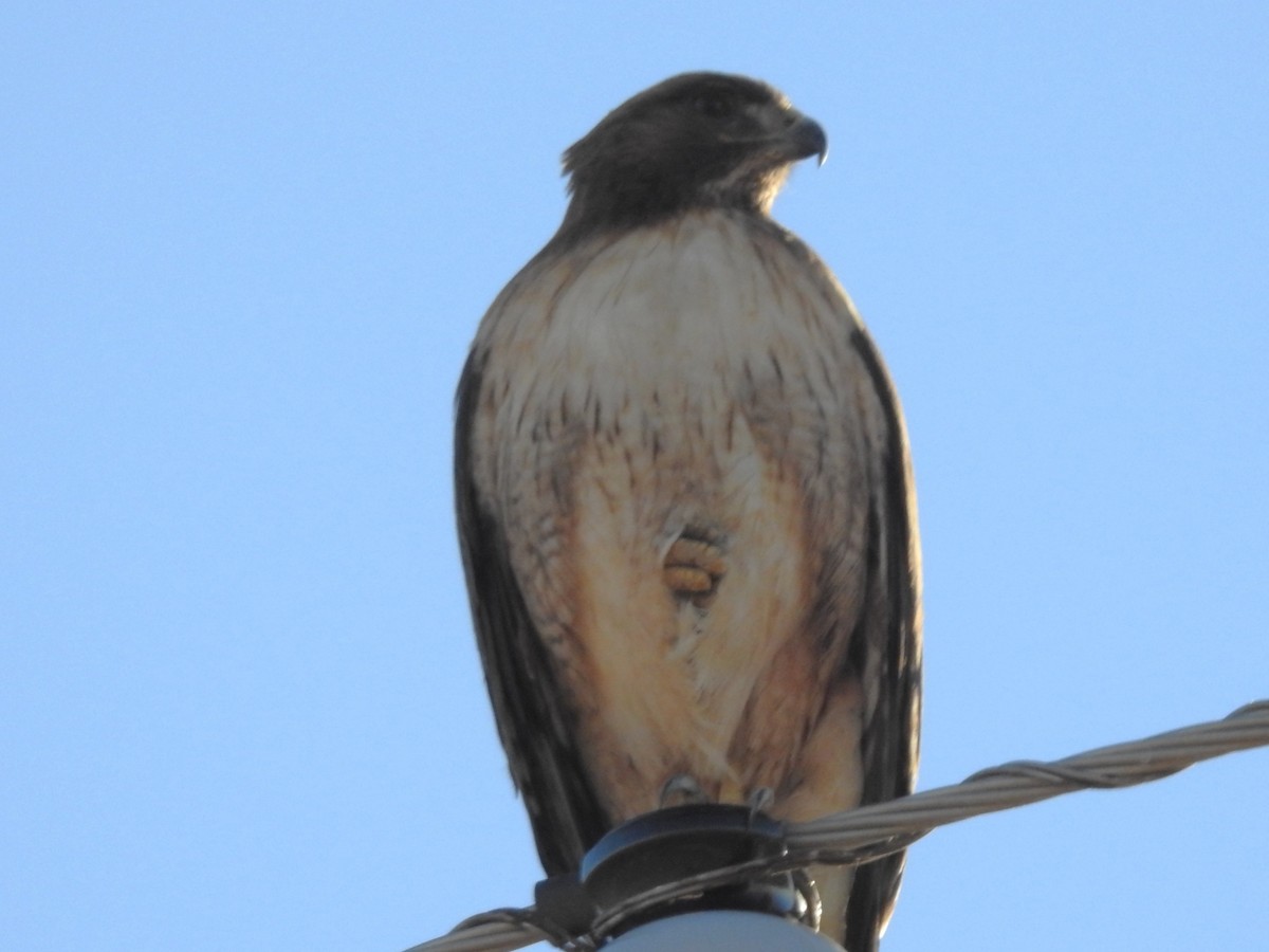 Zapelatz buztangorria - ML653381879