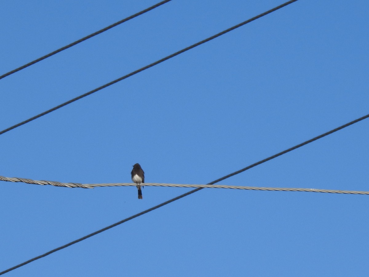 Black Phoebe - ML653381908