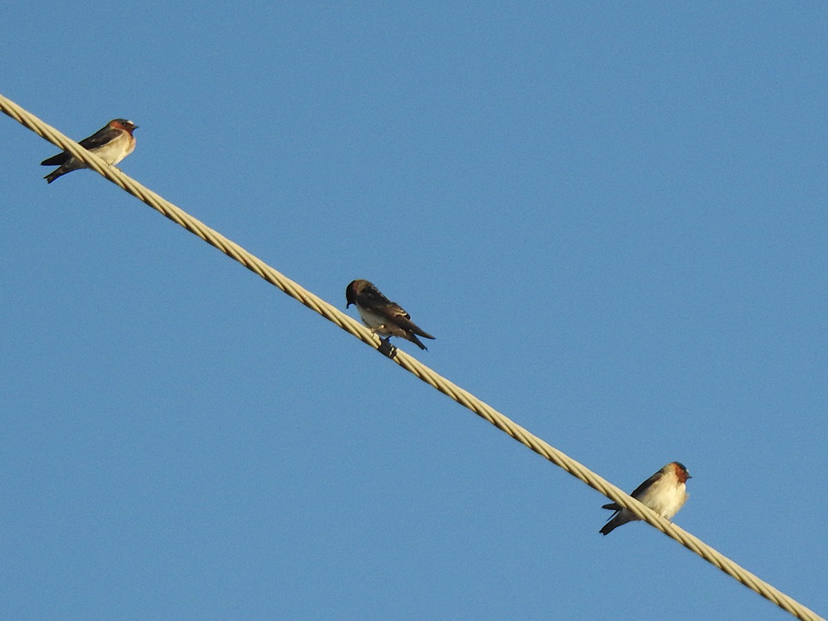 Labar-enara amerikarra - ML653381923