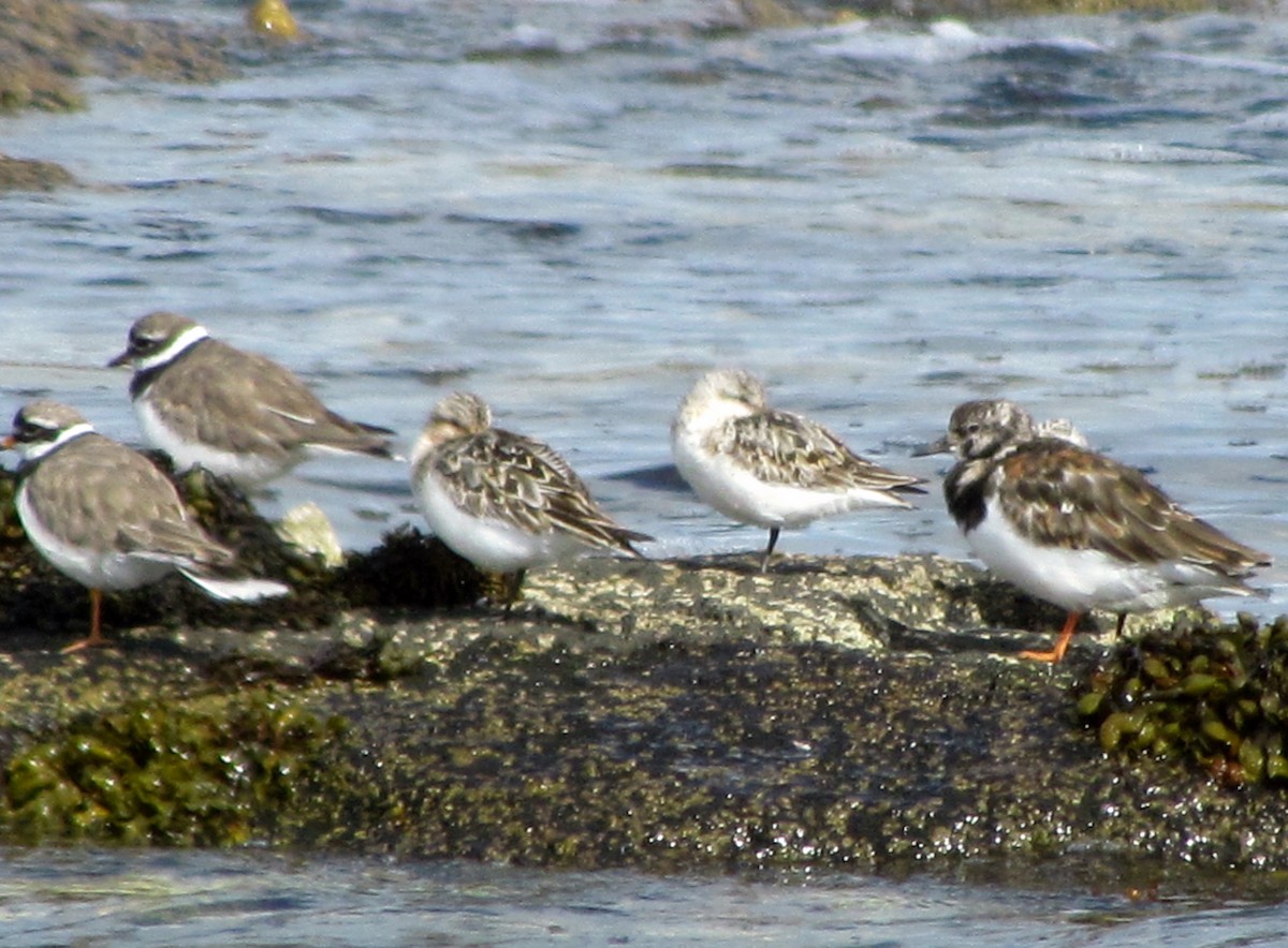 Bécasseau sanderling - ML65338201