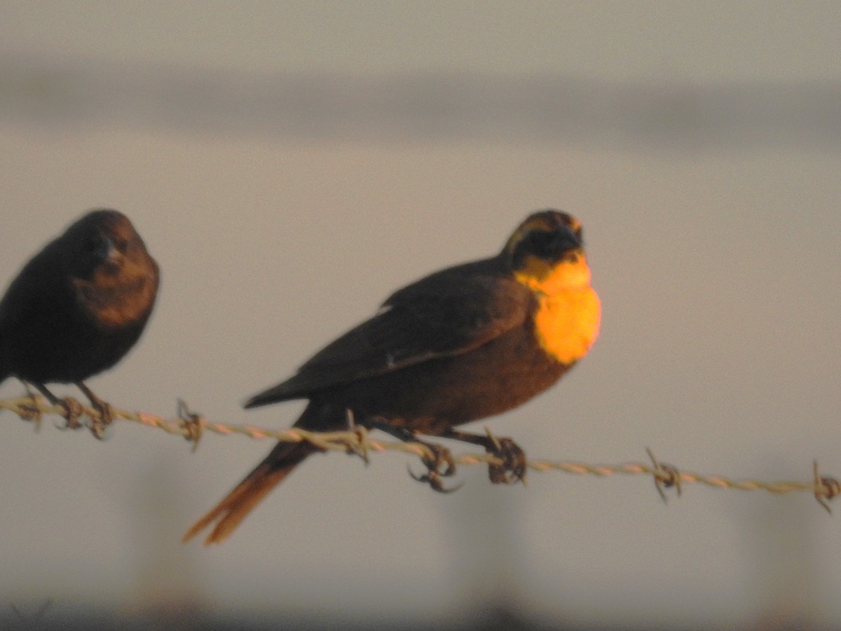 Yellow-headed Blackbird - ML653382072