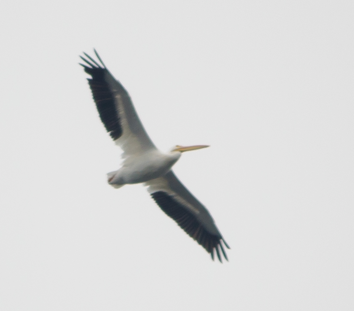 pelikán severoamerický - ML65338841