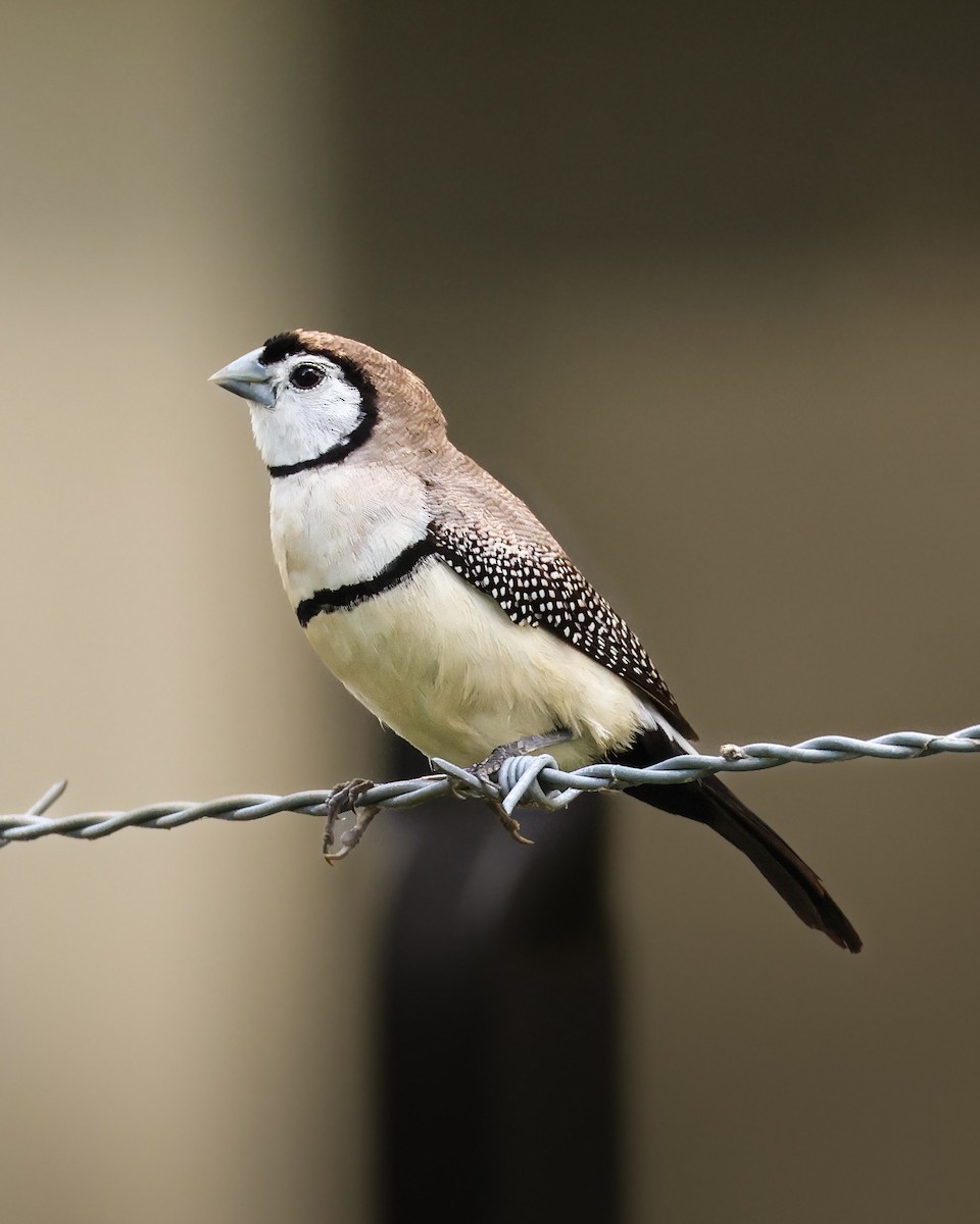 Double-barred Finch - ML653390470