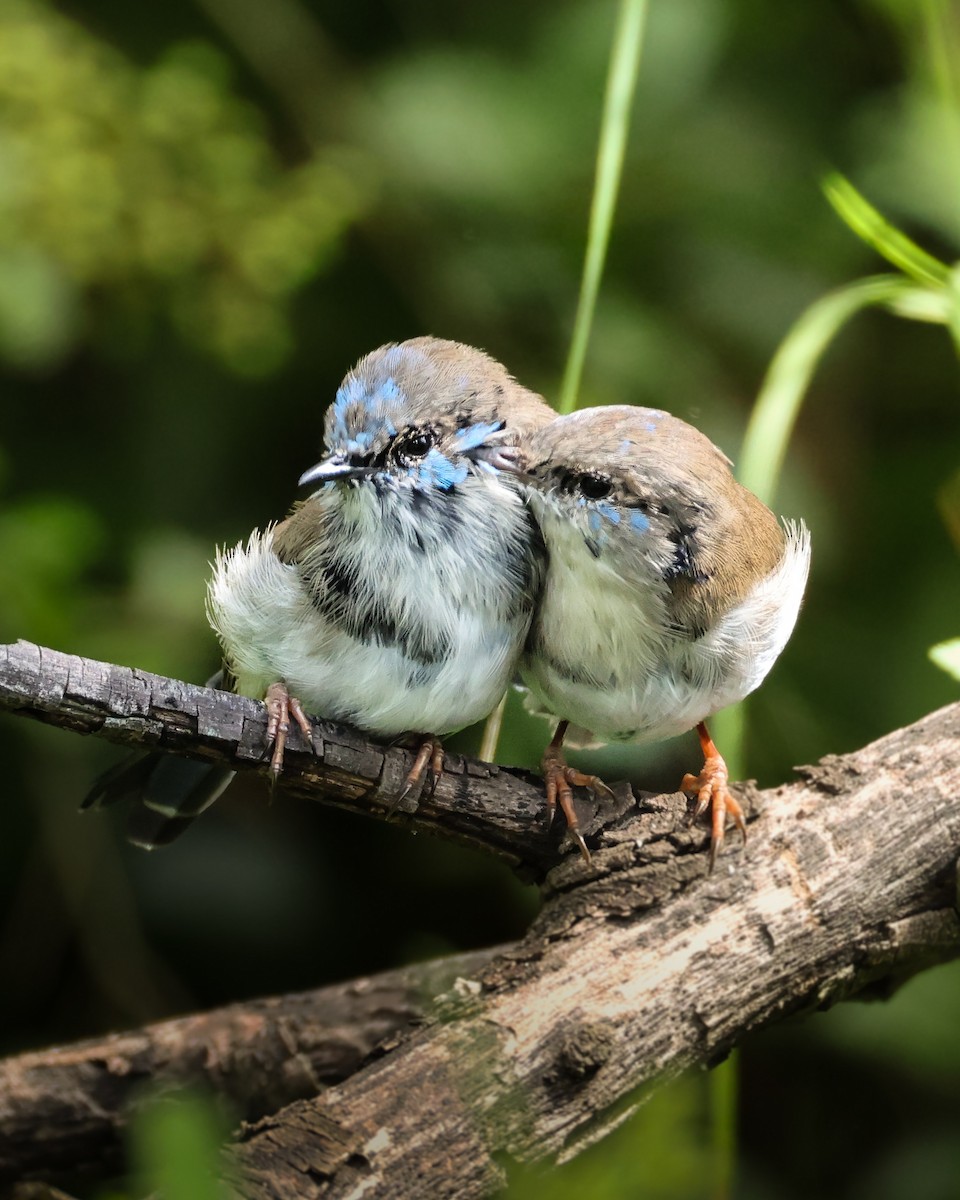 Superb Fairywren - ML653390501