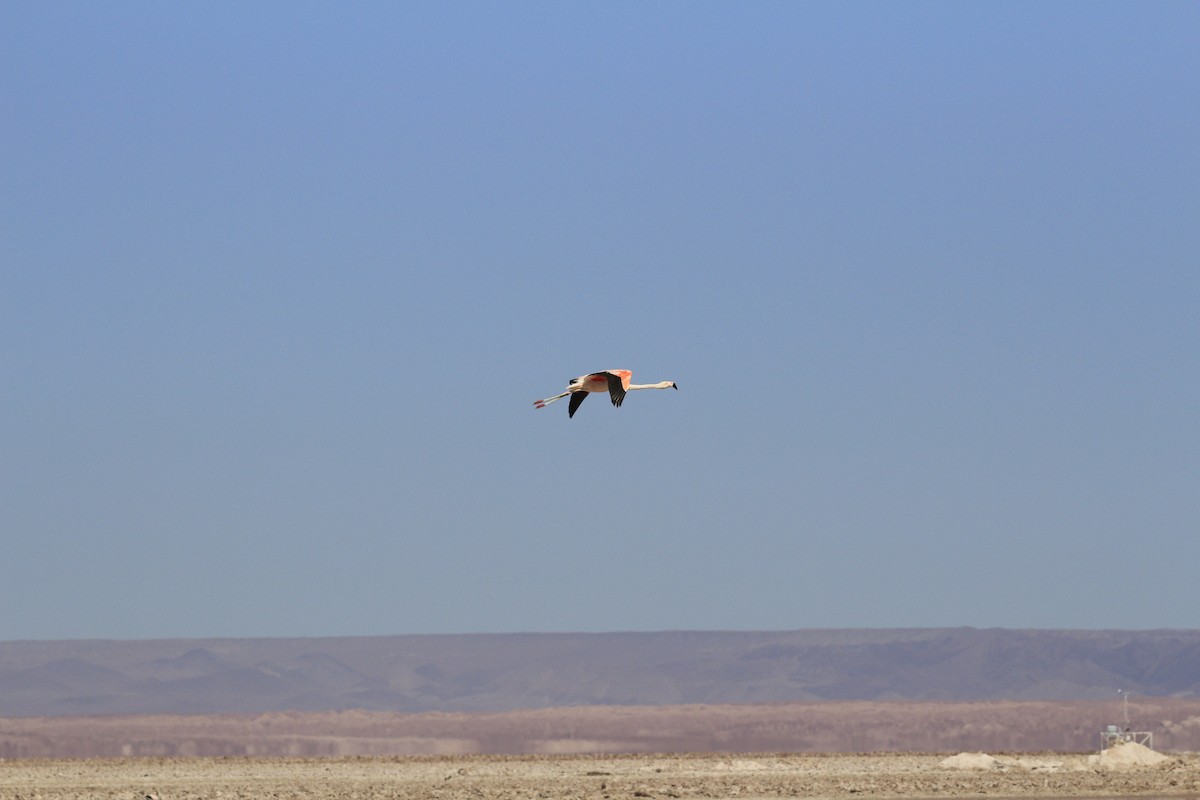Chilean Flamingo - ML653390651
