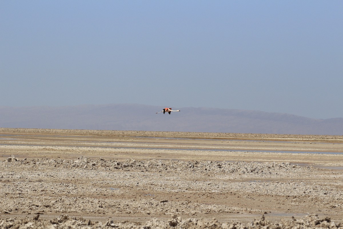 Chilean Flamingo - ML653390654