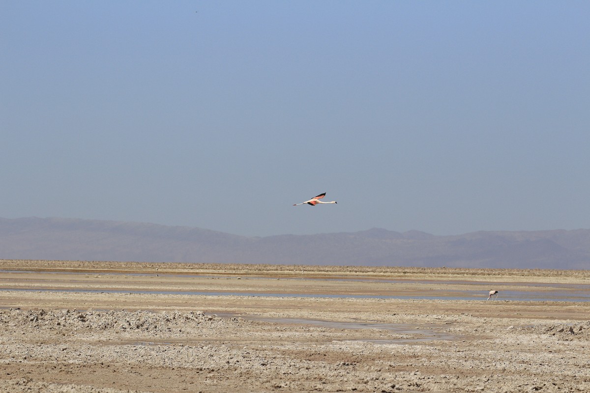 Chilean Flamingo - ML653390655