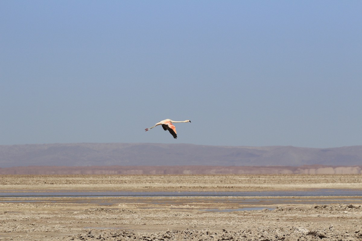 Chilean Flamingo - ML653390656