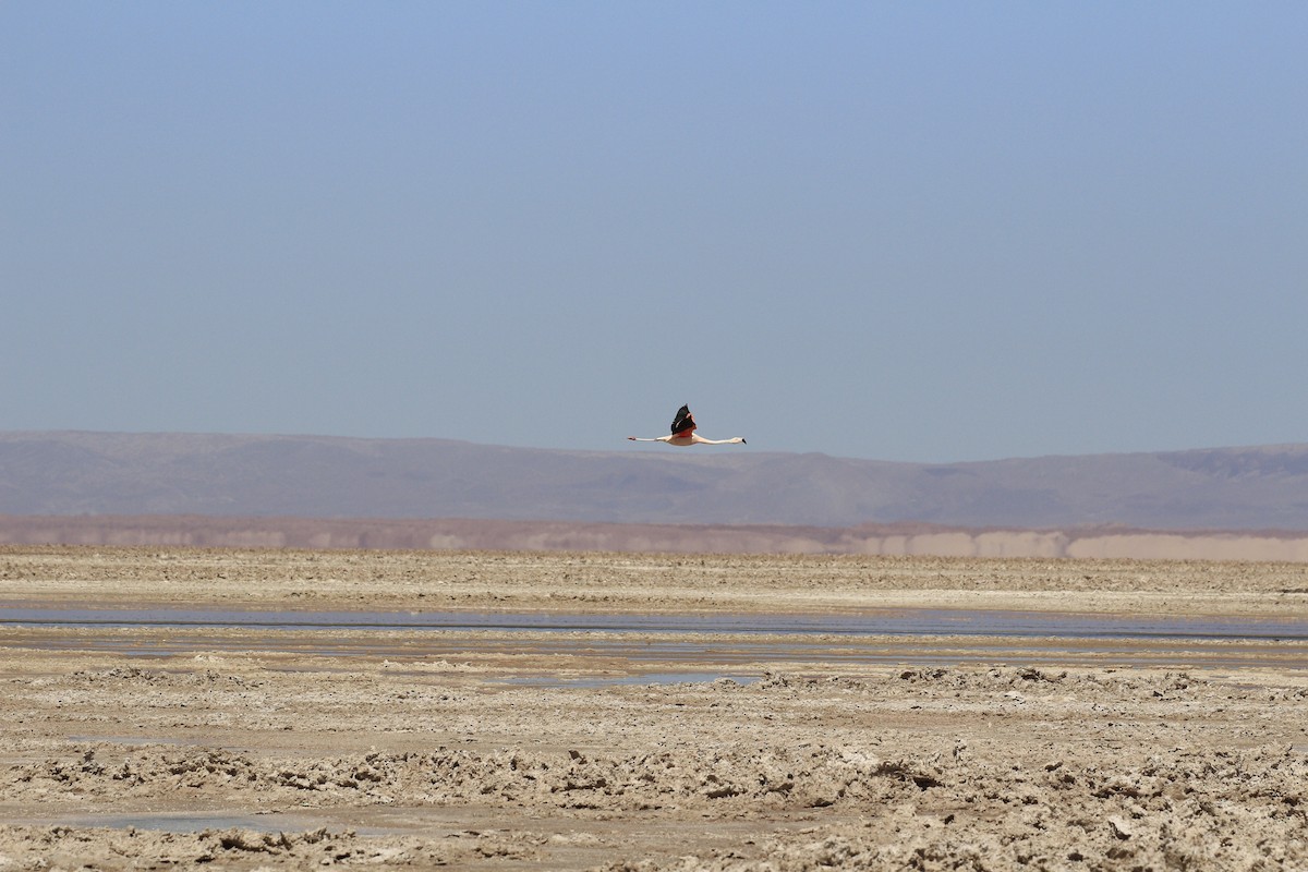 Chilean Flamingo - ML653390658