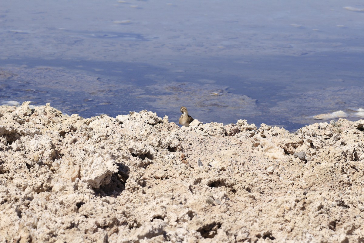Baird's Sandpiper - ML653390930
