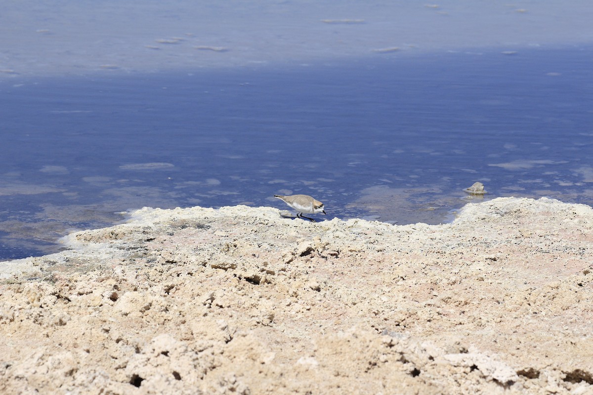Puna Plover - ML653390944