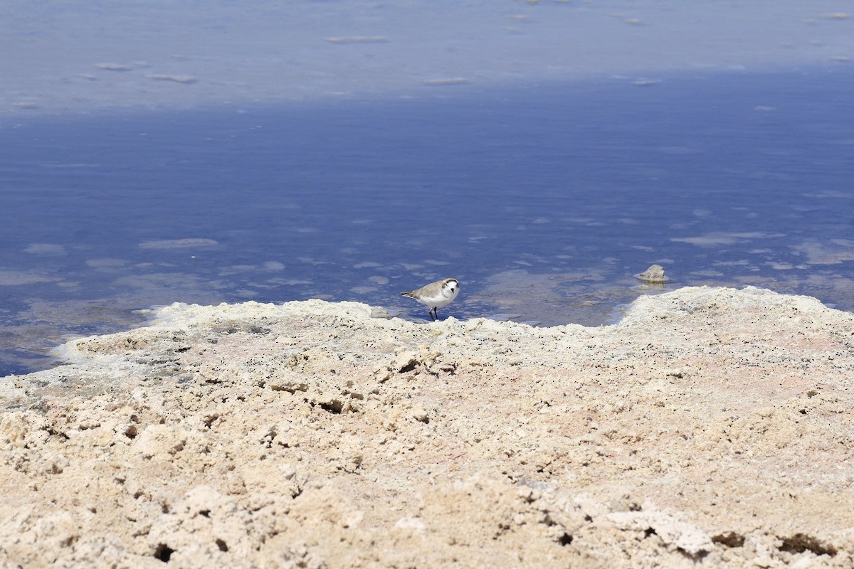 Puna Plover - ML653390945