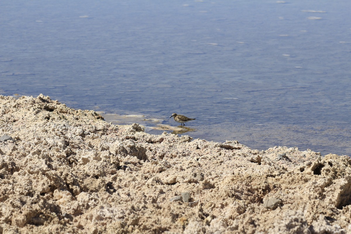 Baird's Sandpiper - ML653390960