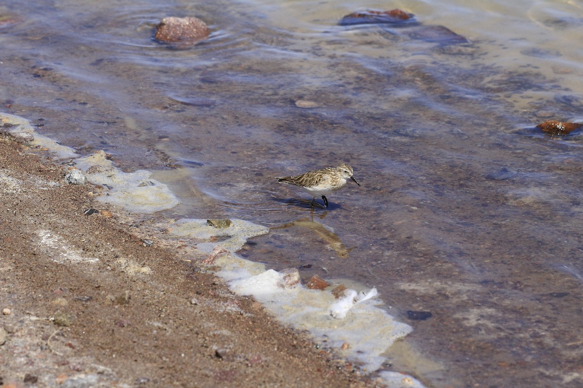 Baird's Sandpiper - ML653390999