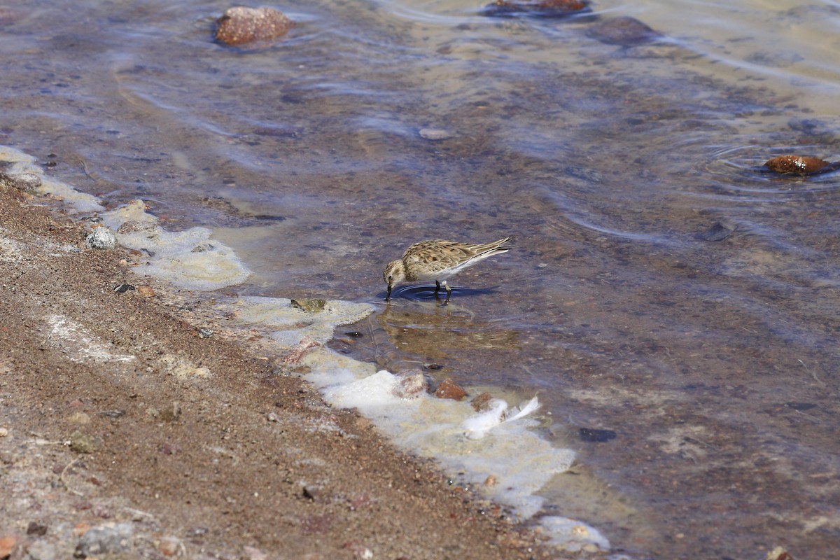 Baird's Sandpiper - ML653391000