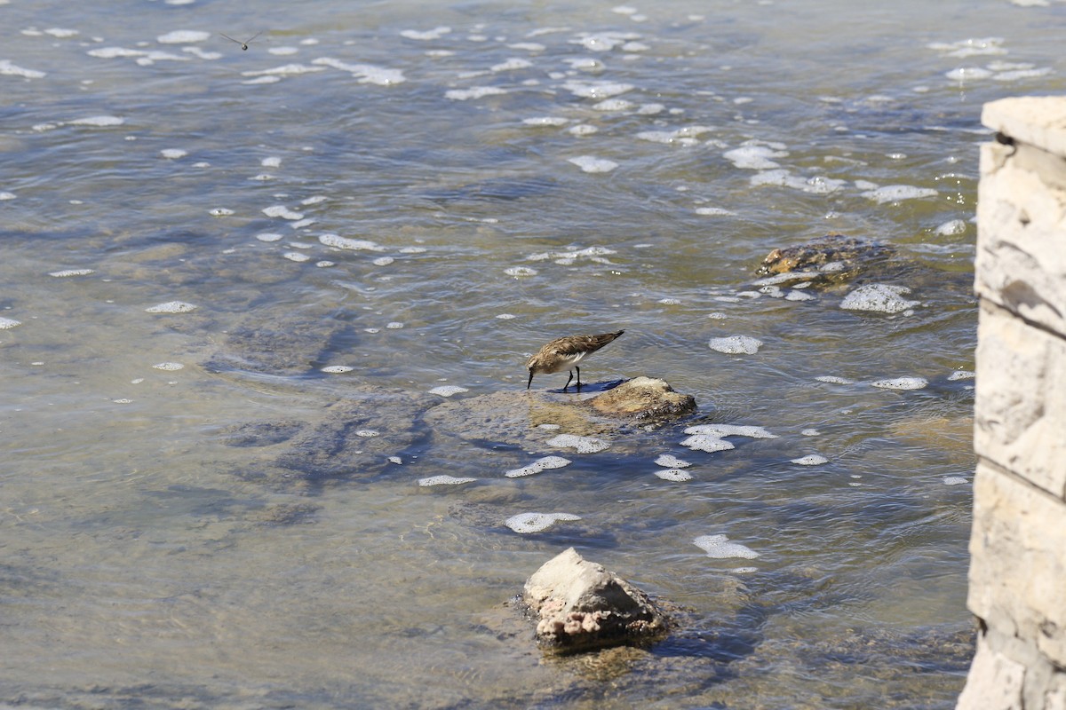 Baird's Sandpiper - ML653391033