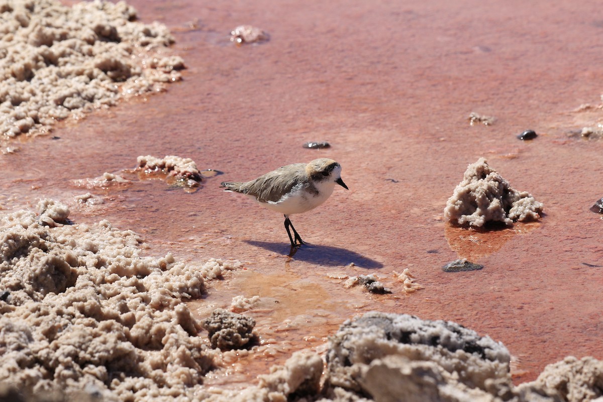Puna Plover - ML653391067