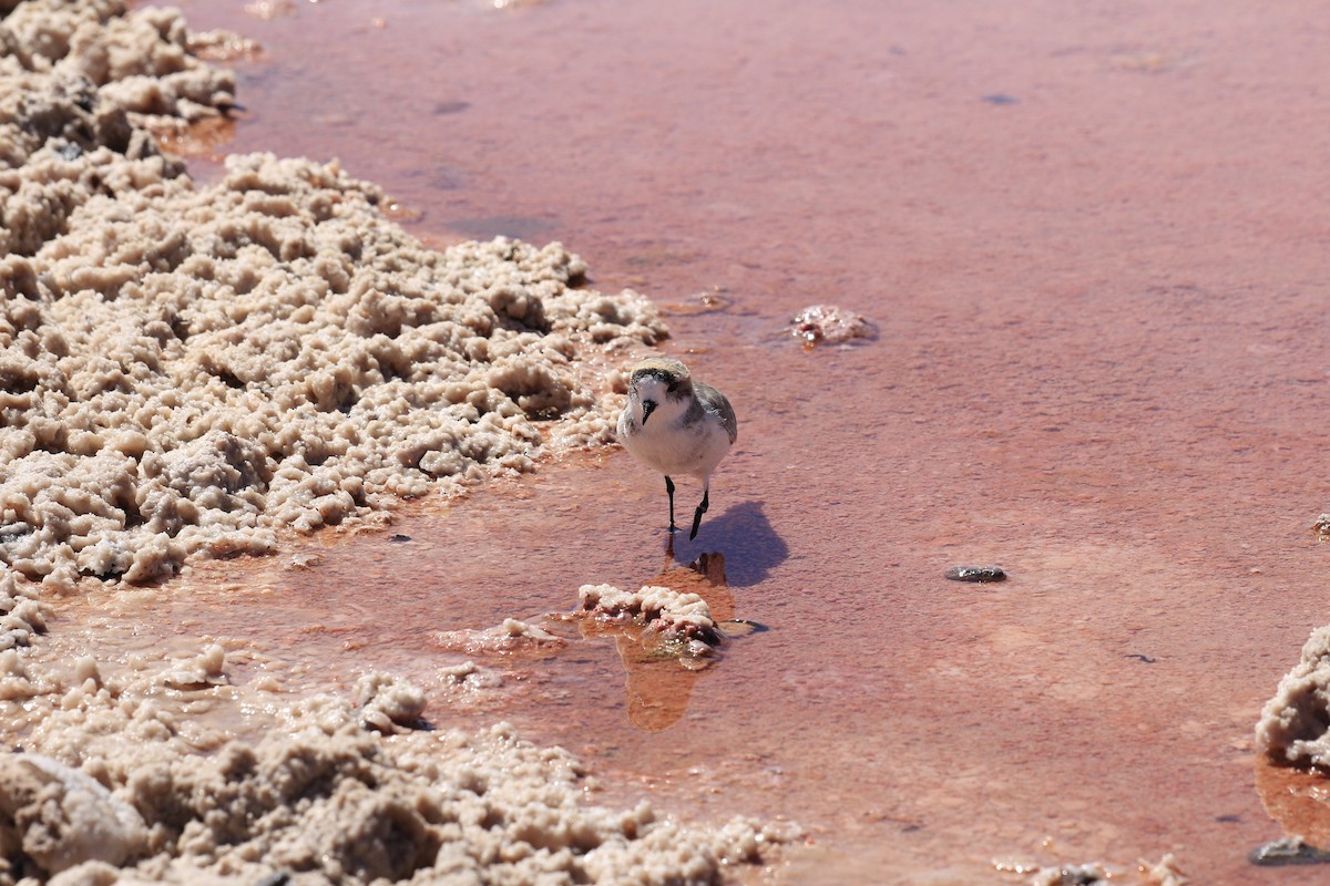 Puna Plover - ML653391068