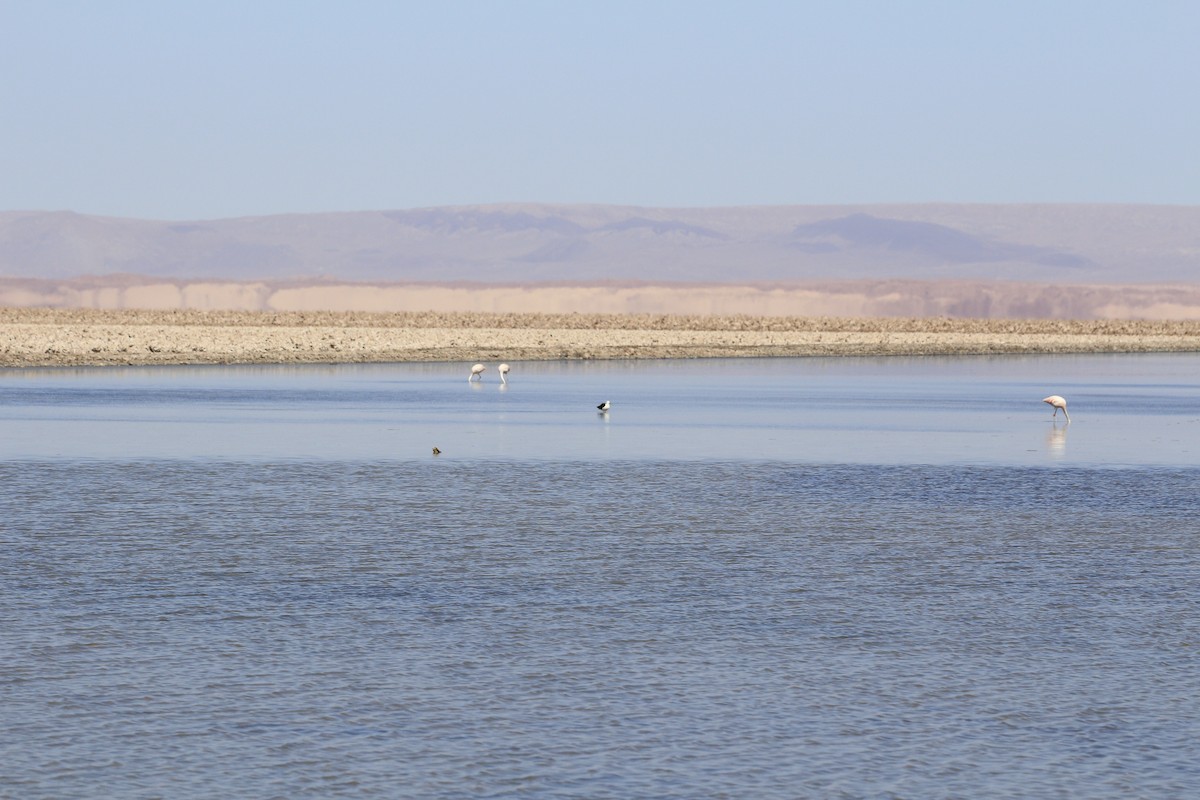 Andean Avocet - ML653391094