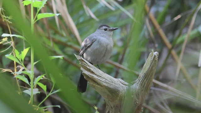 ネコマネドリ - ML653393344