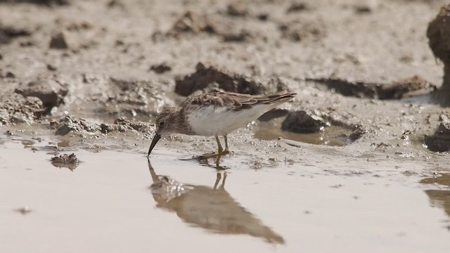 Least Sandpiper - ML653393425