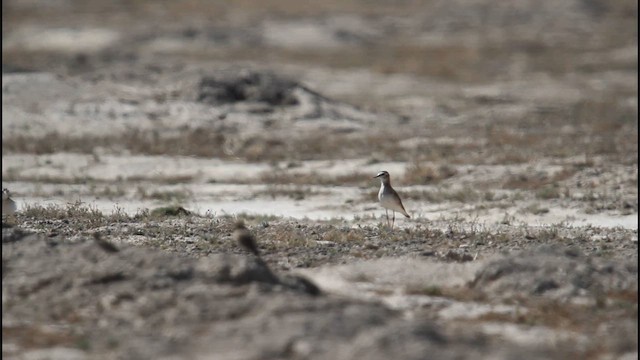 Mountain Plover - ML653393710