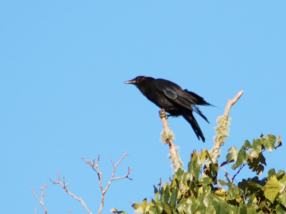 American Crow - ML65339381
