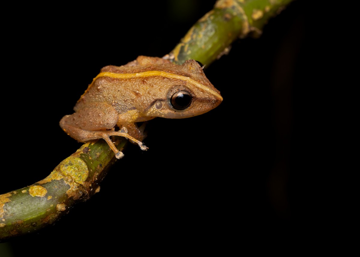 Common Coqui - ML653402672