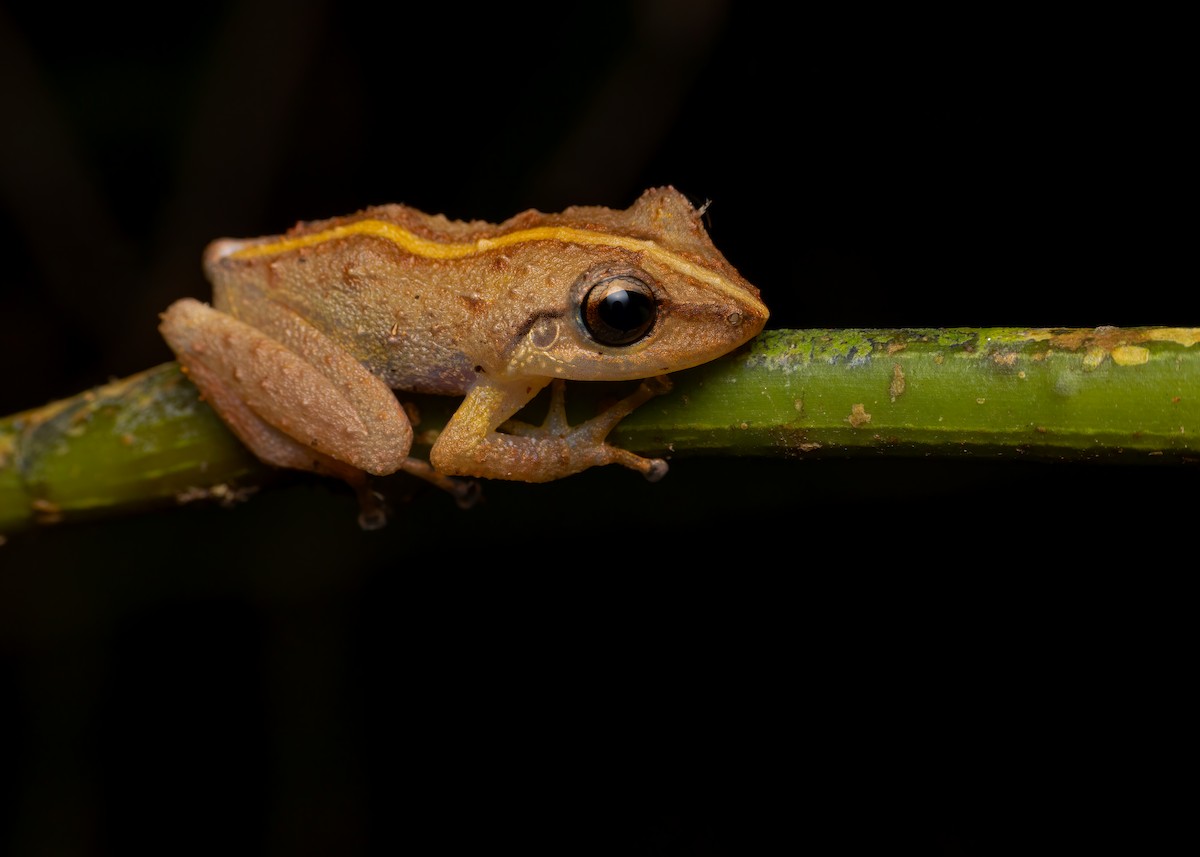 Common Coqui - ML653402673