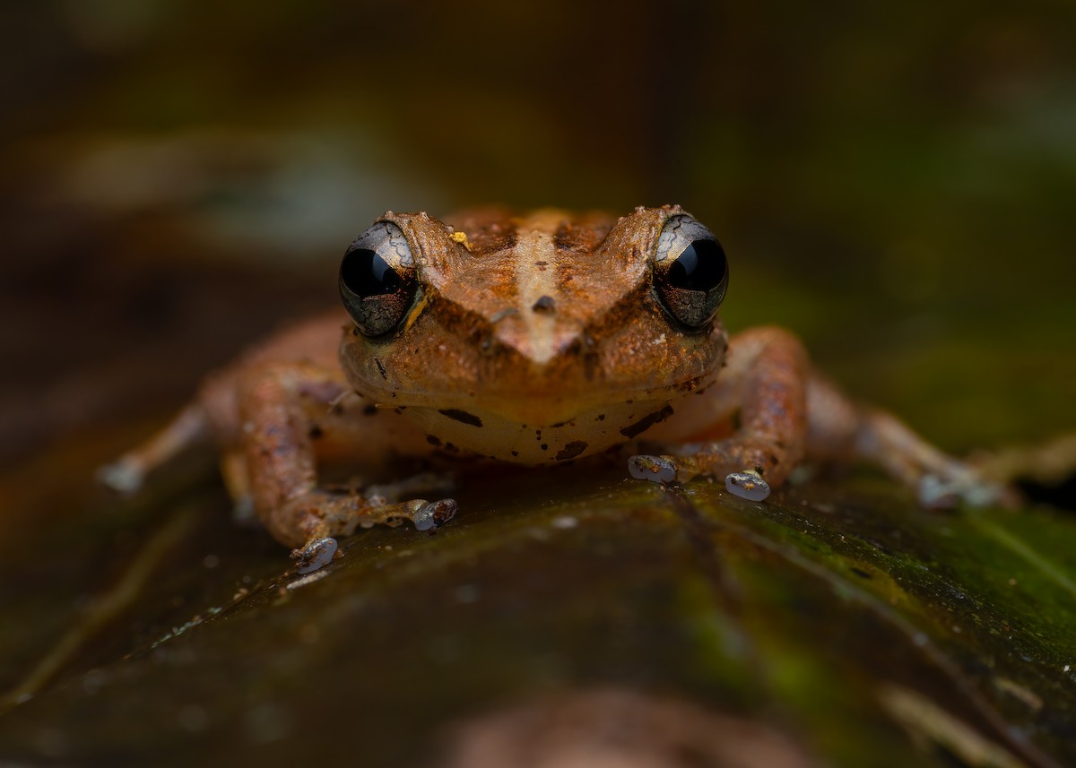 Common Coqui - ML653402676