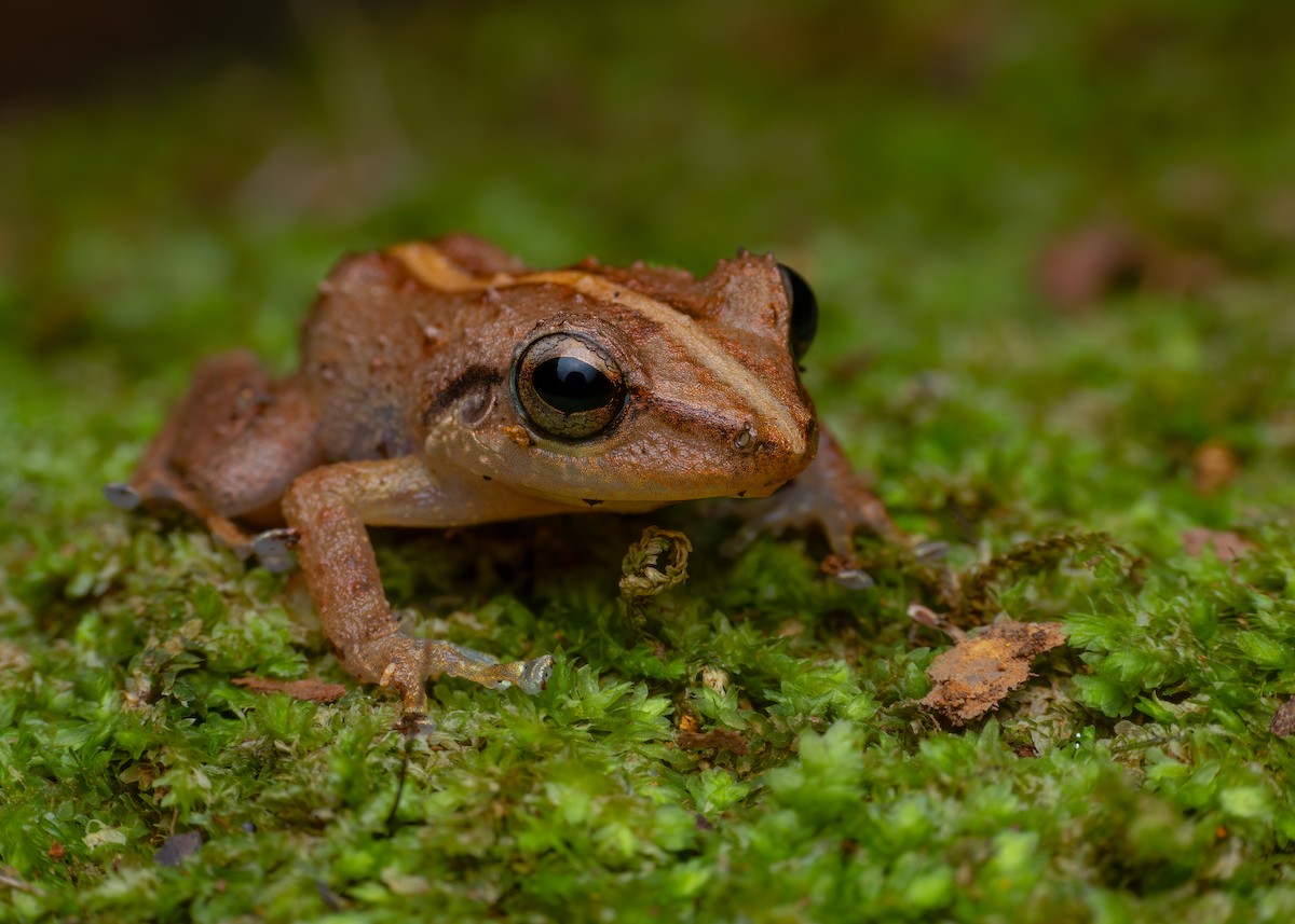 Common Coqui - ML653402678
