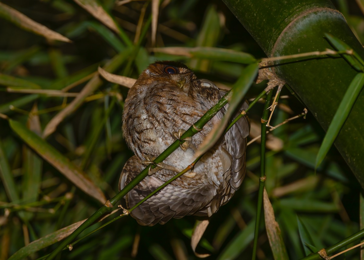 Puerto Rican Owl - ML653402683