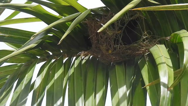 Puerto Rican Oriole - ML653403258