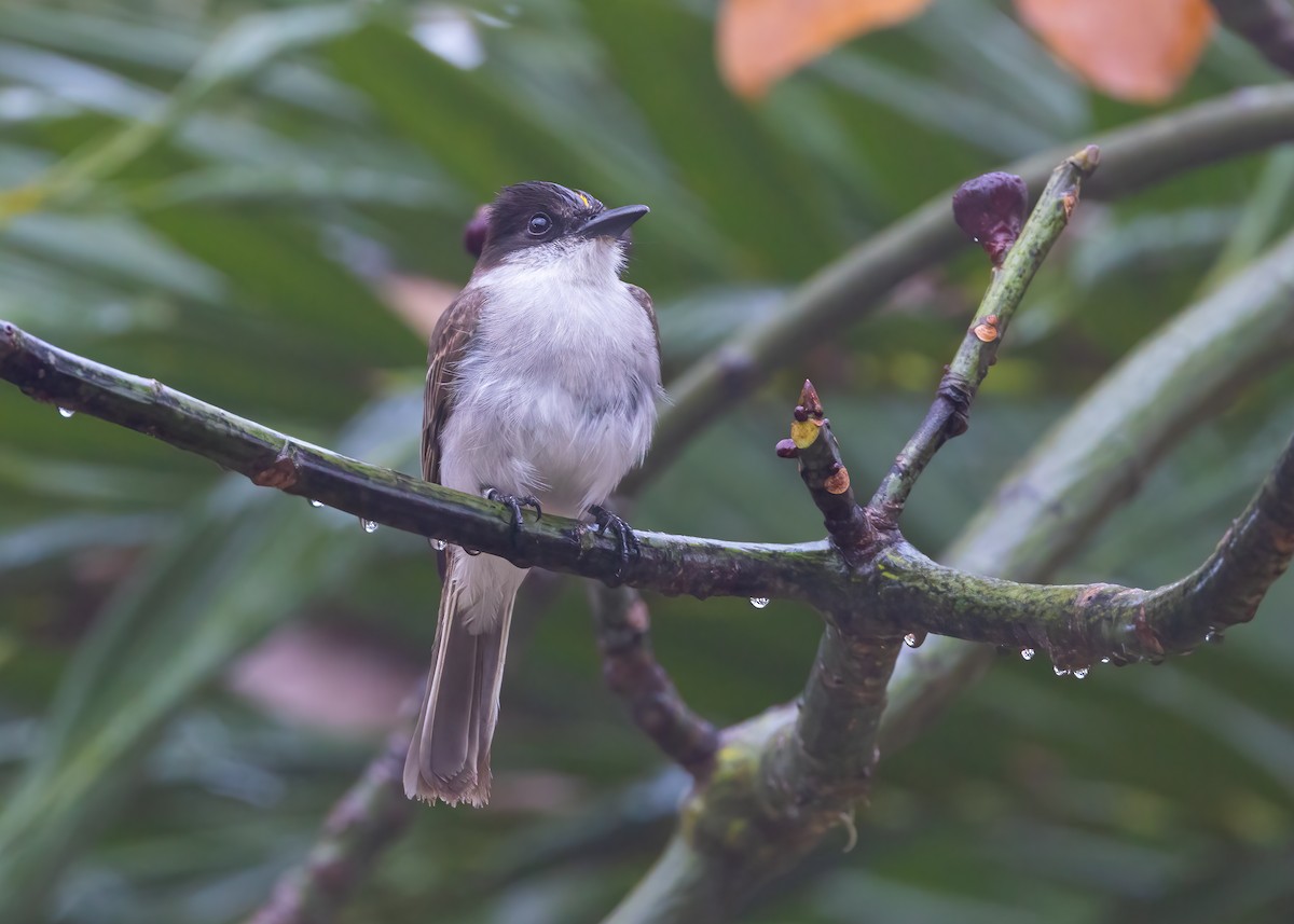 Loggerhead Kingbird - ML653403825