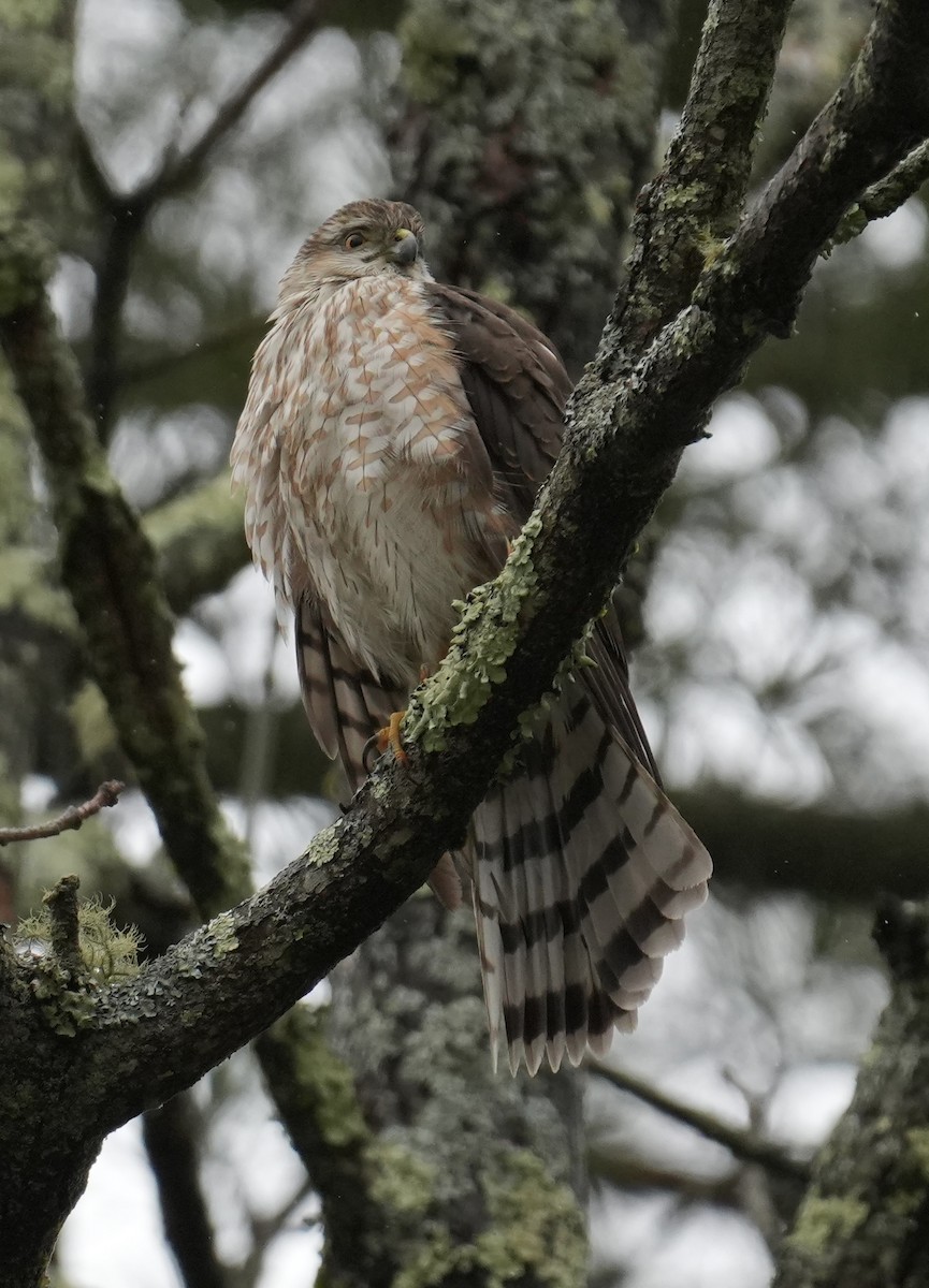 Sharp-shinned Hawk - ML653403831