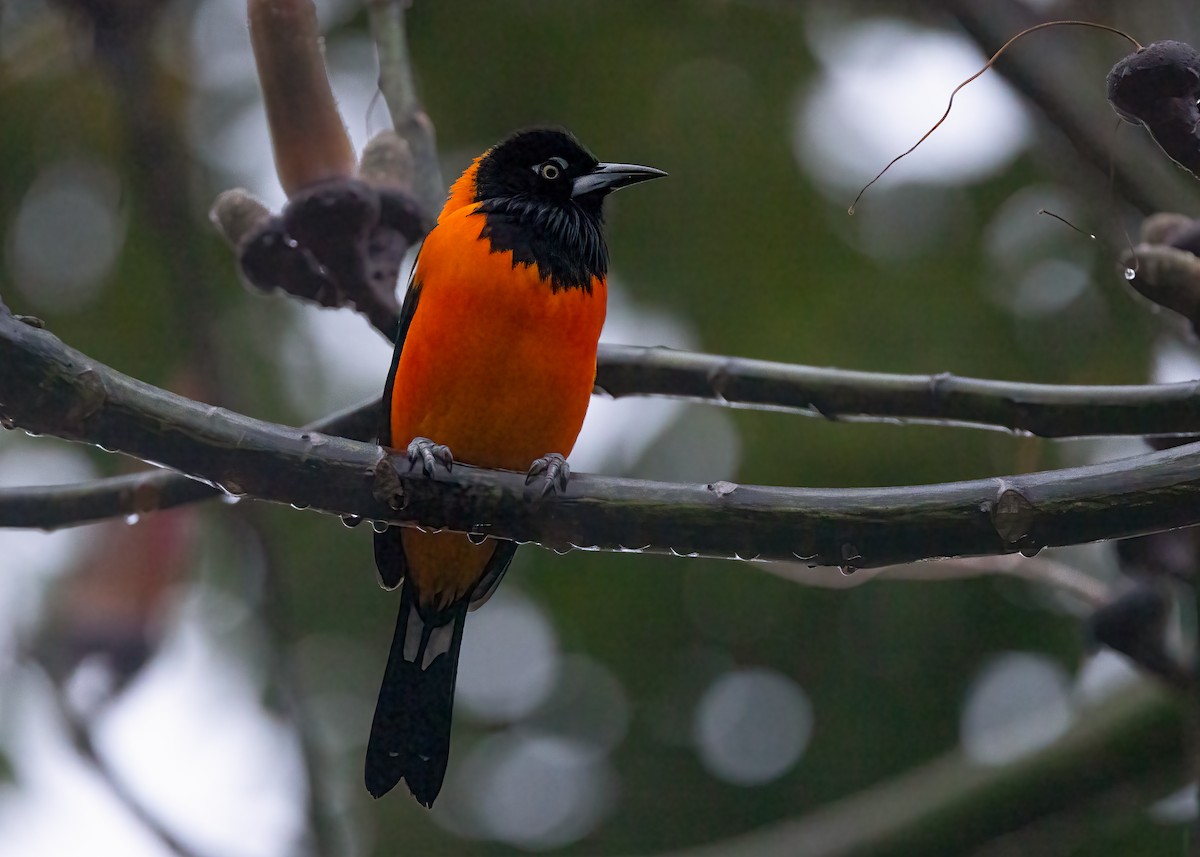 Venezuelan Troupial - ML653403854