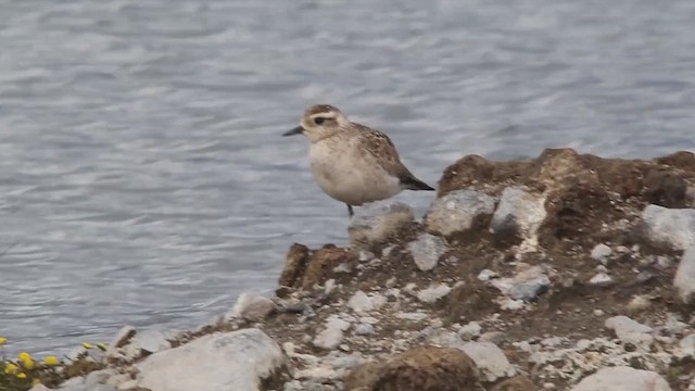 American Golden-Plover - ML653403984