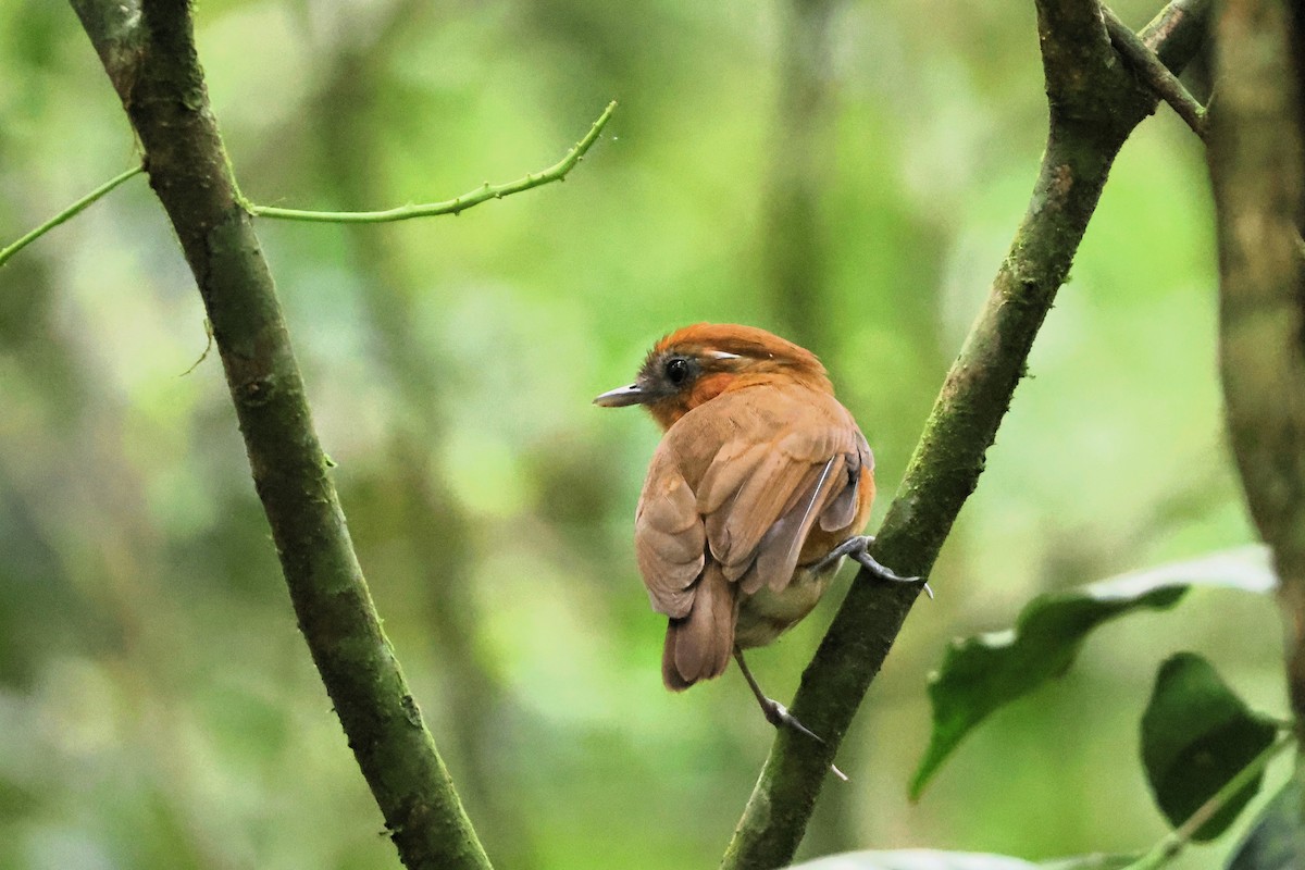 Ceara Gnateater - ML653404131