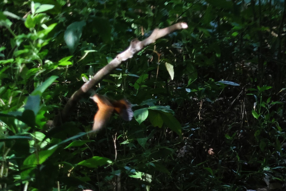 Rufous-breasted Leaftosser - ML653404303