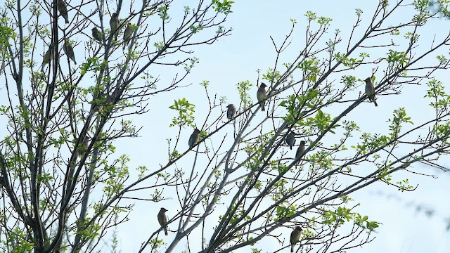 Cedar Waxwing - ML653405286