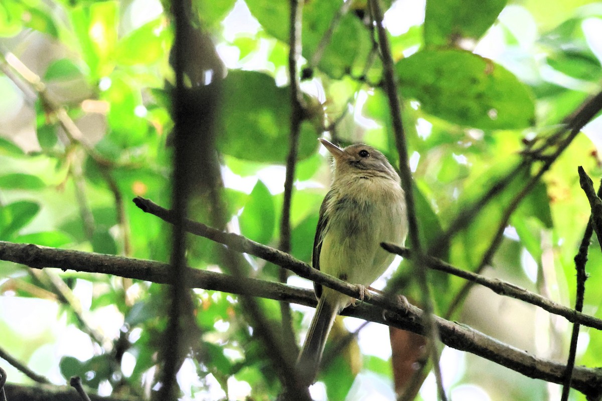 Buff-breasted Tody-Tyrant - ML653406432