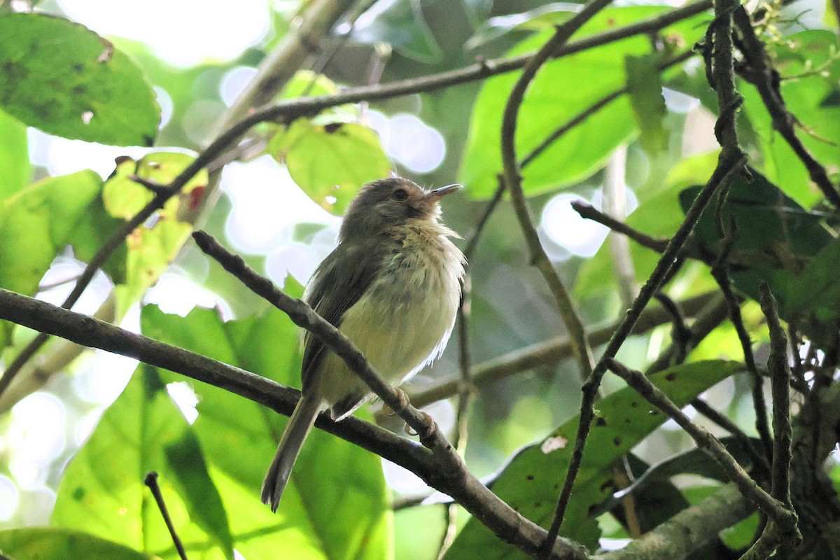 Buff-breasted Tody-Tyrant - ML653406433