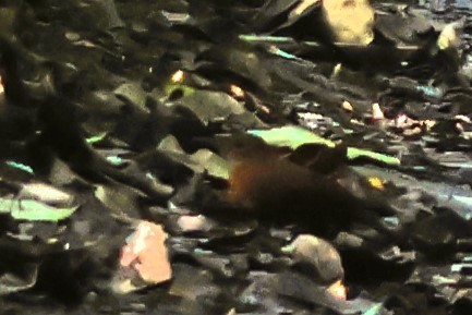 Rufous-breasted Leaftosser - ML653406716