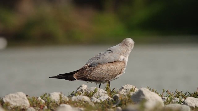 Laughing Gull - ML653407306
