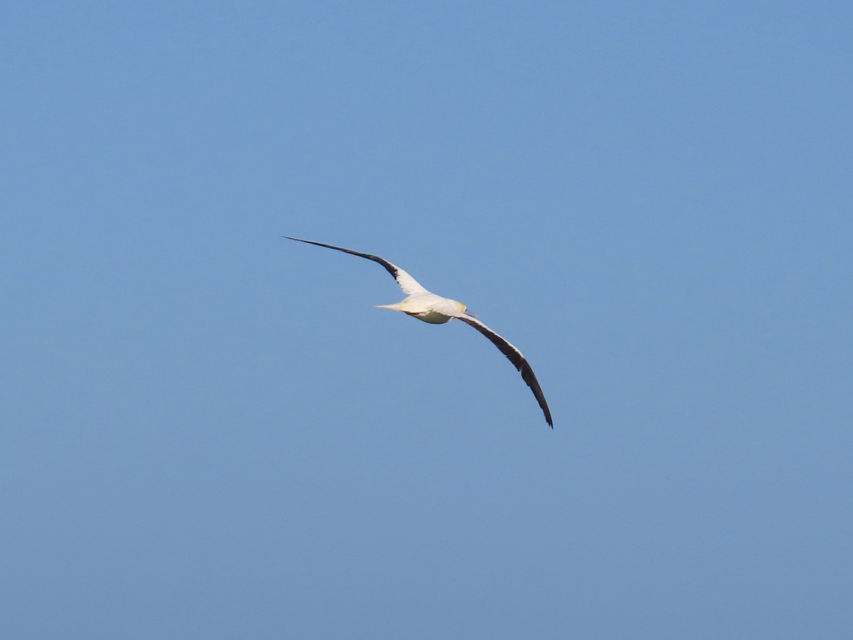Red-footed Booby - ML653407522