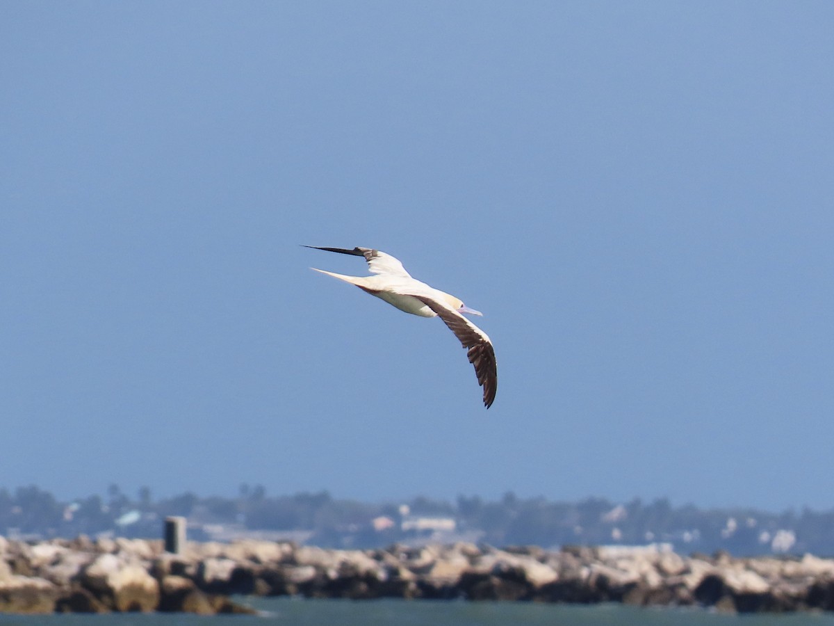 Red-footed Booby - ML653407523