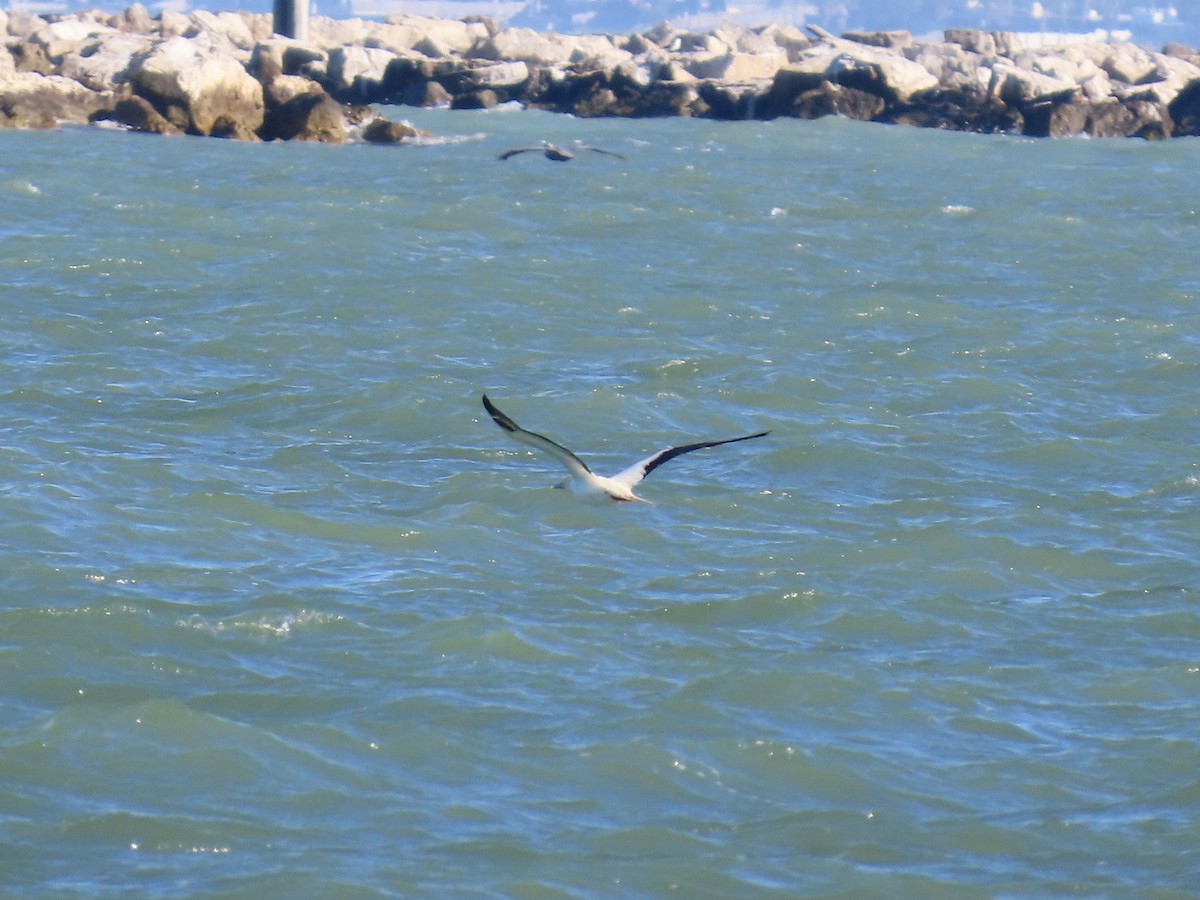Red-footed Booby - ML653407524