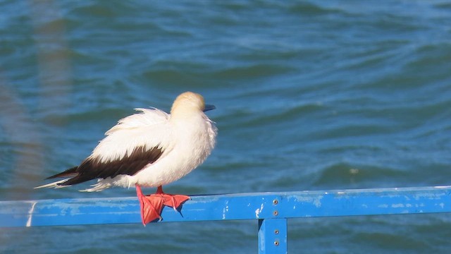 Red-footed Booby - ML653407535