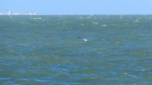 Red-footed Booby - ML653407540