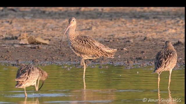 Far Eastern Curlew - ML653408004
